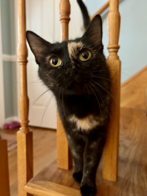 Rosie, Adult Domestic Short Hair (short coat), cat for adoption in Burlington, North Carolina
