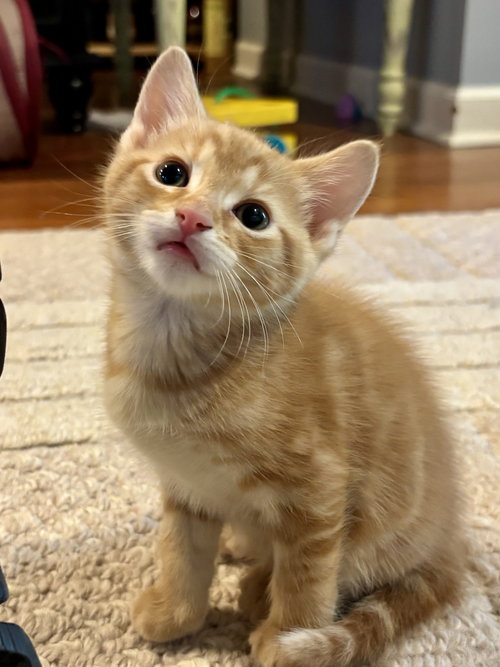 Cosmo, an adoptable Domestic Short Hair in Roxboro, NC