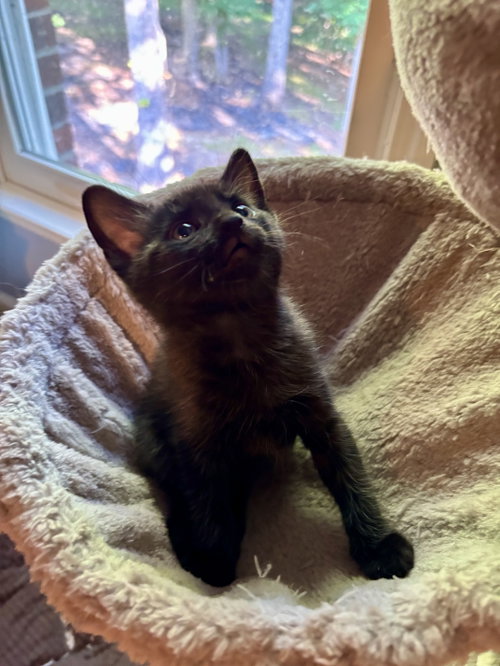 Indigo, an adoptable Domestic Short Hair in Roxboro, NC