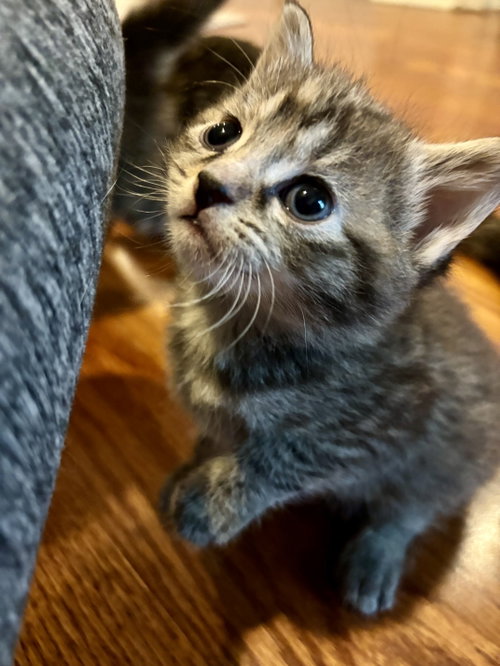 Dandelion, an adoptable Domestic Short Hair in Roxboro, NC
