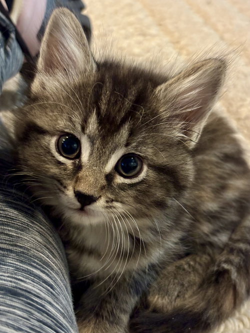Daisy, an adoptable Domestic Medium Hair in Roxboro, NC
