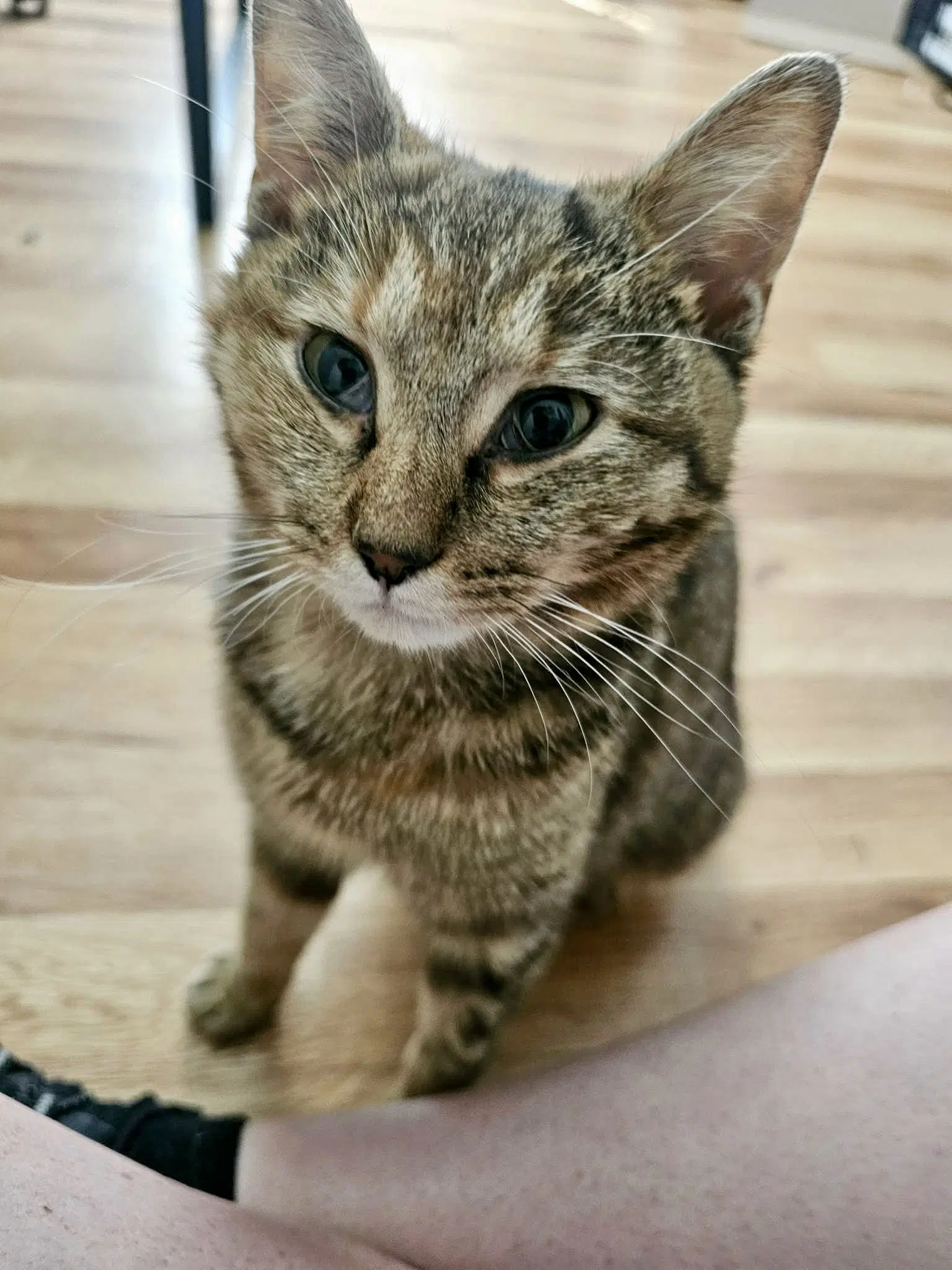 Valkyrie - Domestic Short Hair