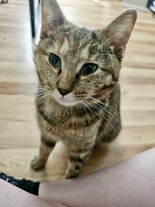 Valkyrie, an adoptable Domestic Short Hair in Roxboro, NC