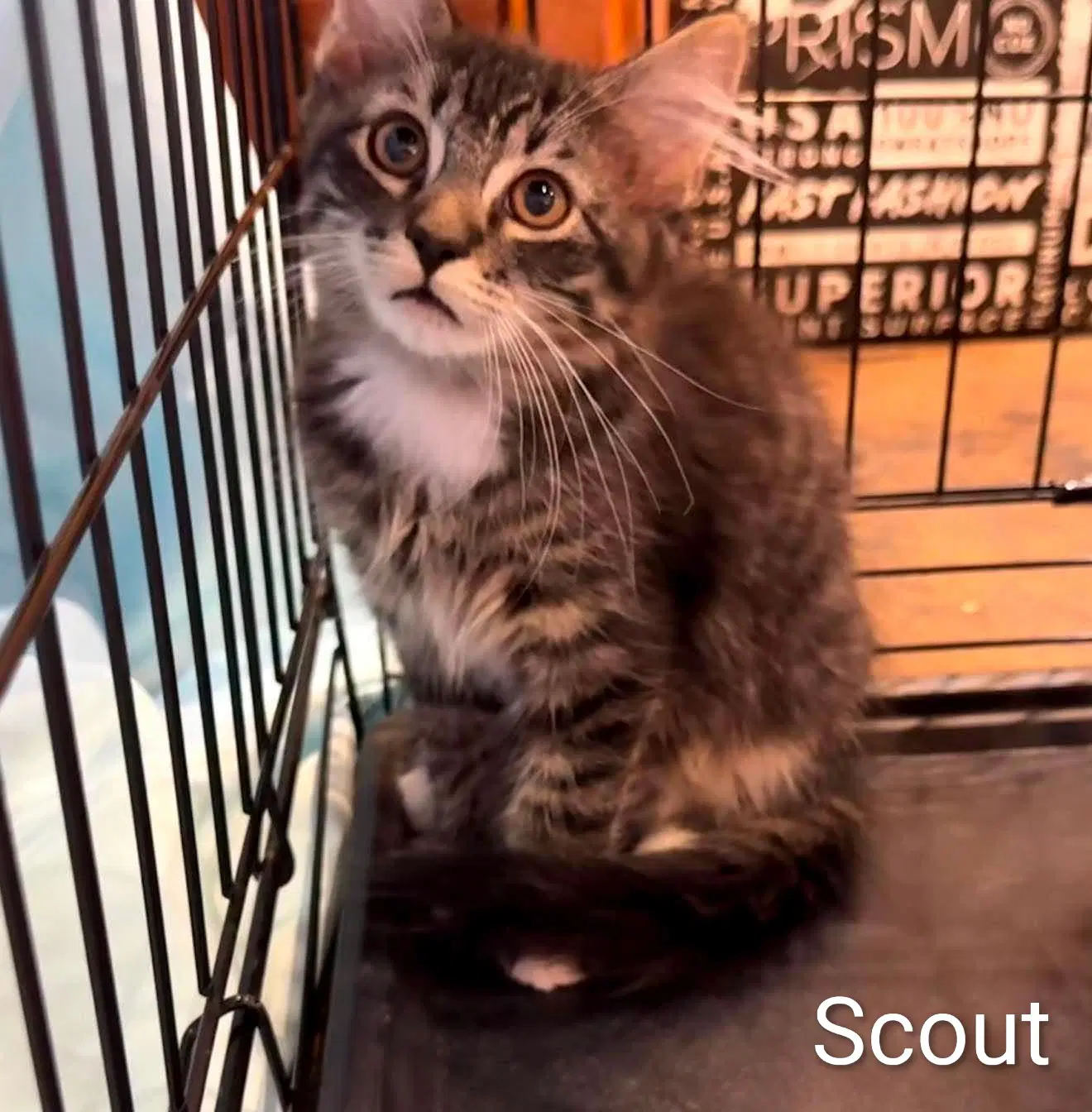 Scout image 2