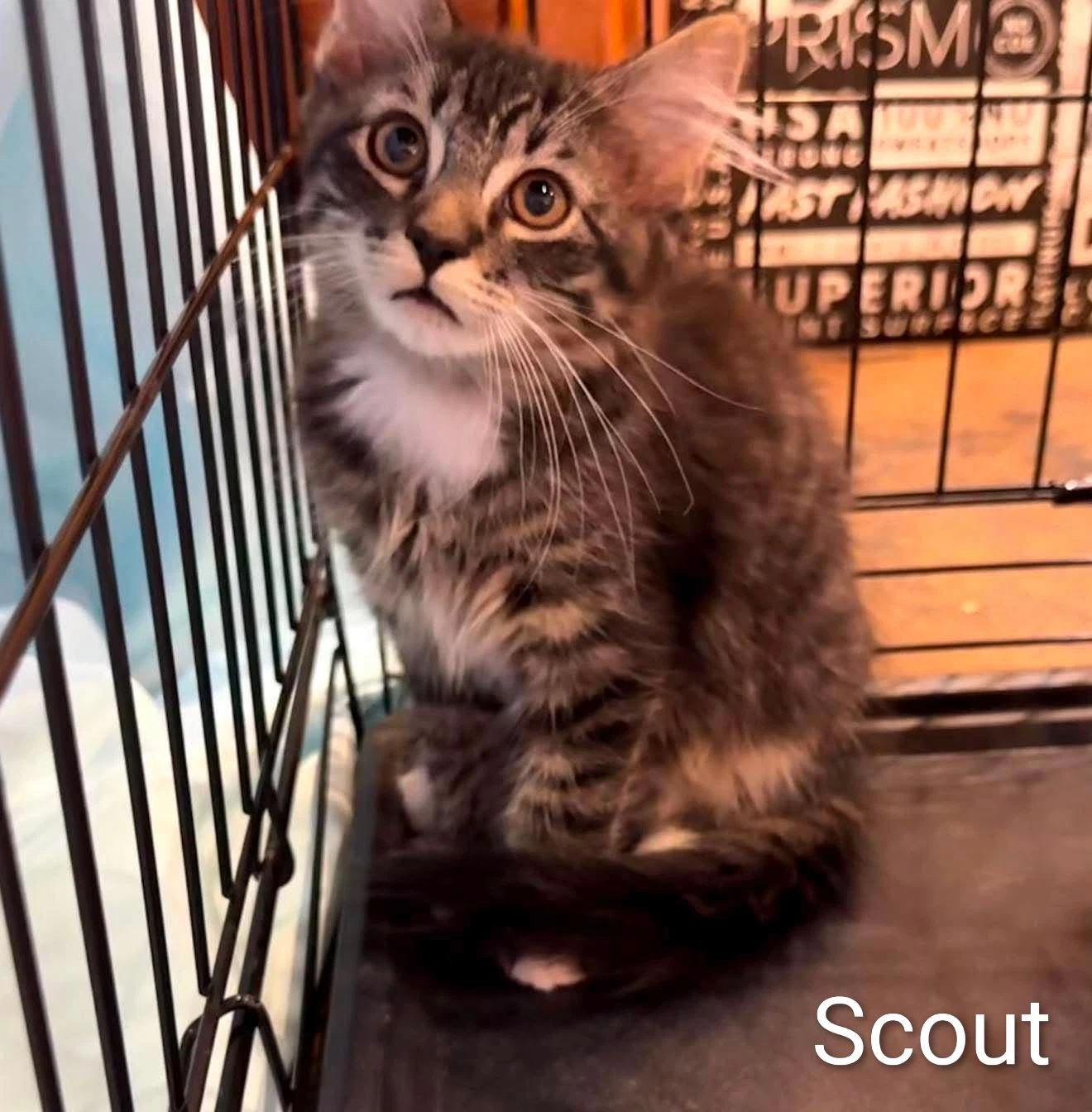Scout