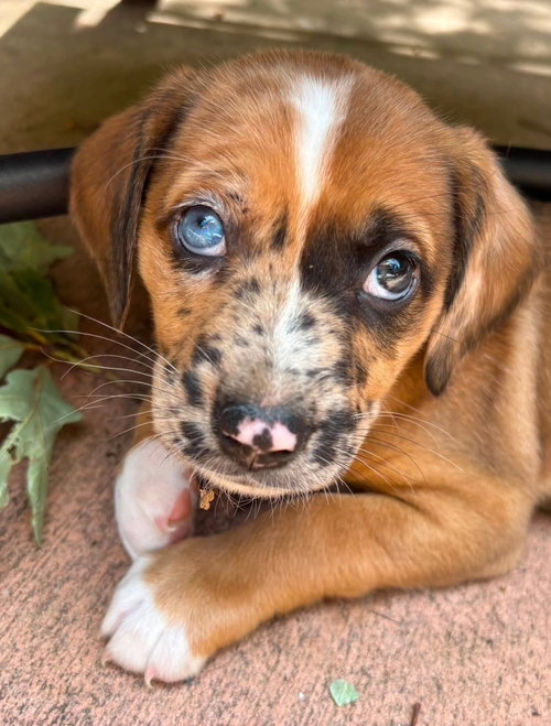 Glory, an adoptable Dachshund in Roxboro, NC