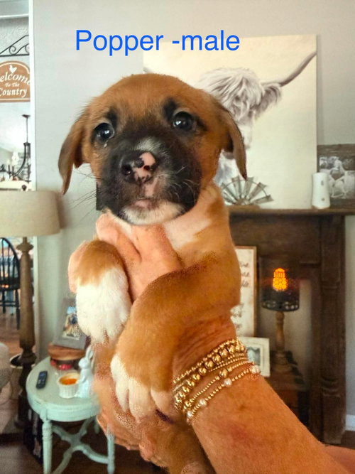 Popper, an adoptable Dachshund in Roxboro, NC
