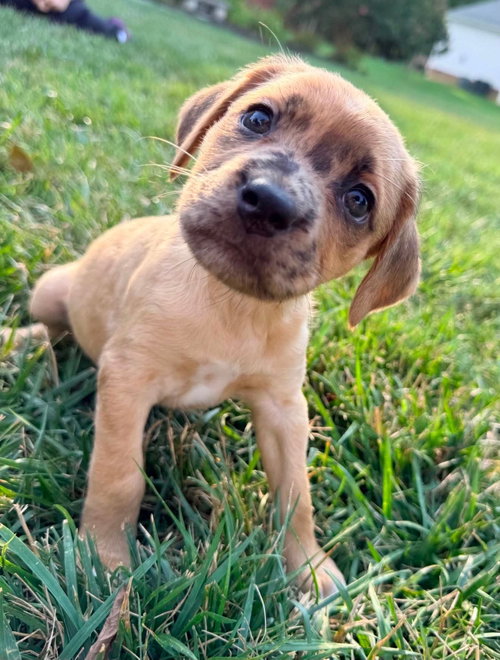 Starla, an adoptable Dachshund in Roxboro, NC