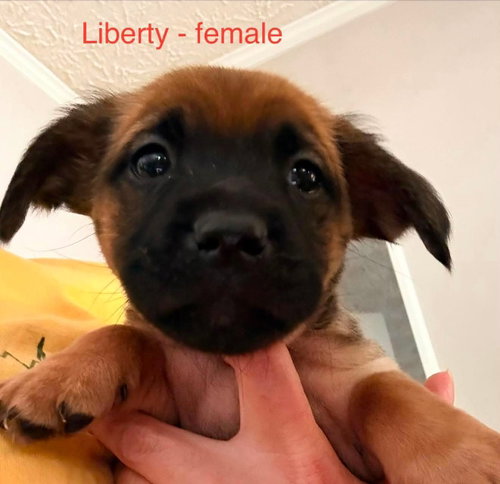Liberty, an adoptable Dachshund in Roxboro, NC