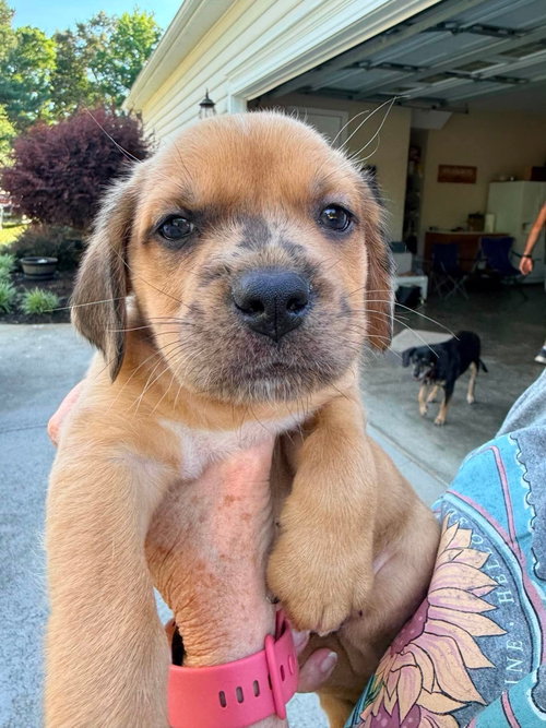 Blue, an adoptable Dachshund in Roxboro, NC
