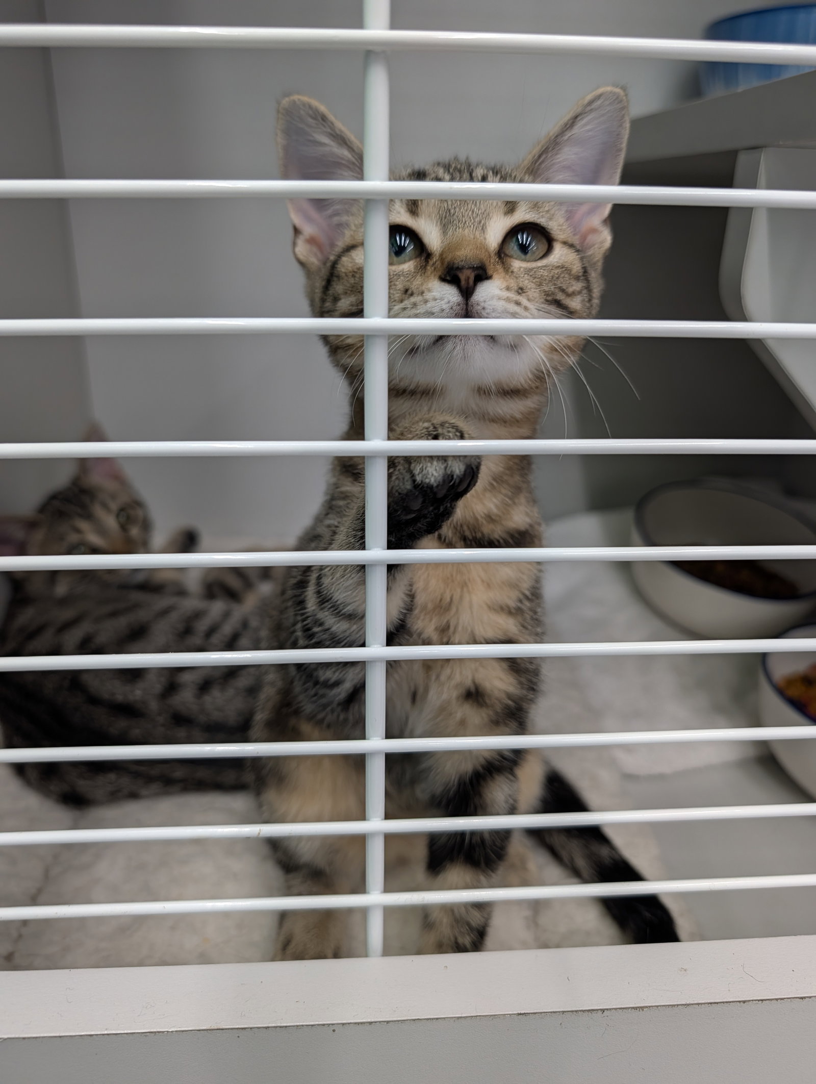 Janet, photo 2