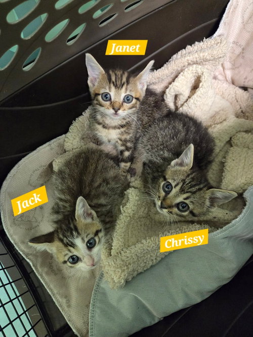 Chrissy, a cat for adoption from Animal Protection Society of Person County