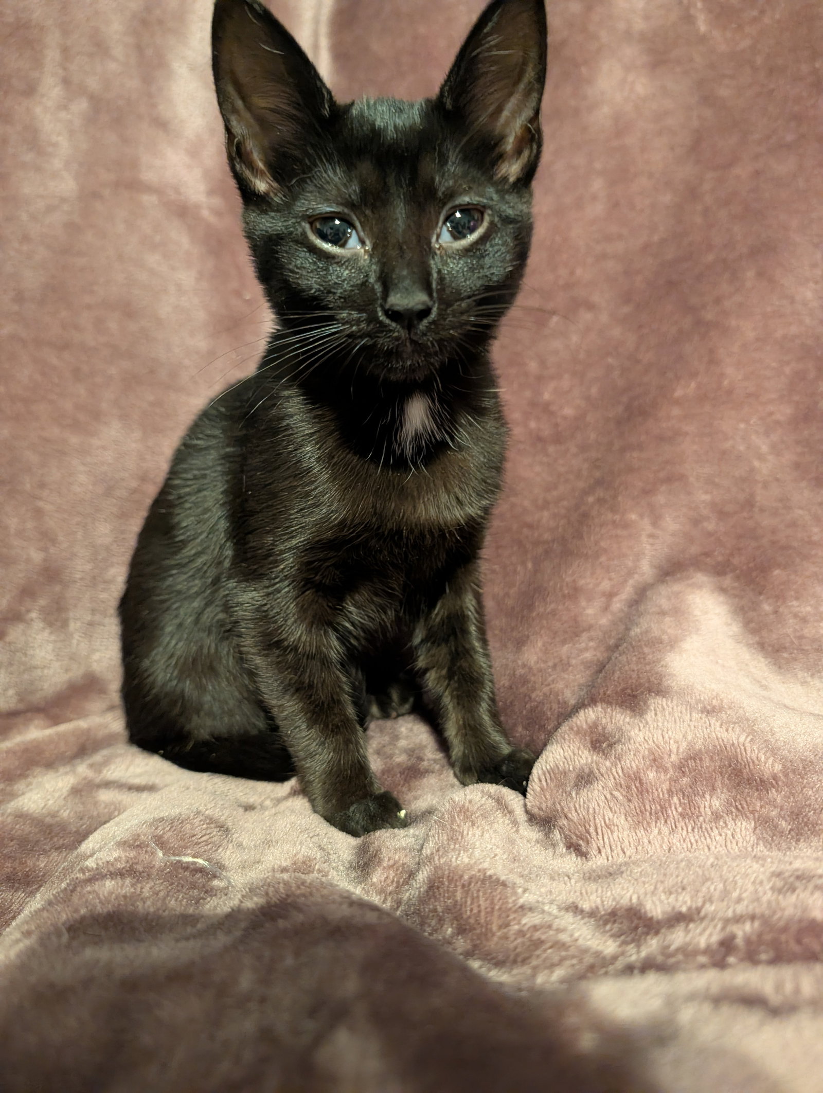 Salem, Domestic Short Hair