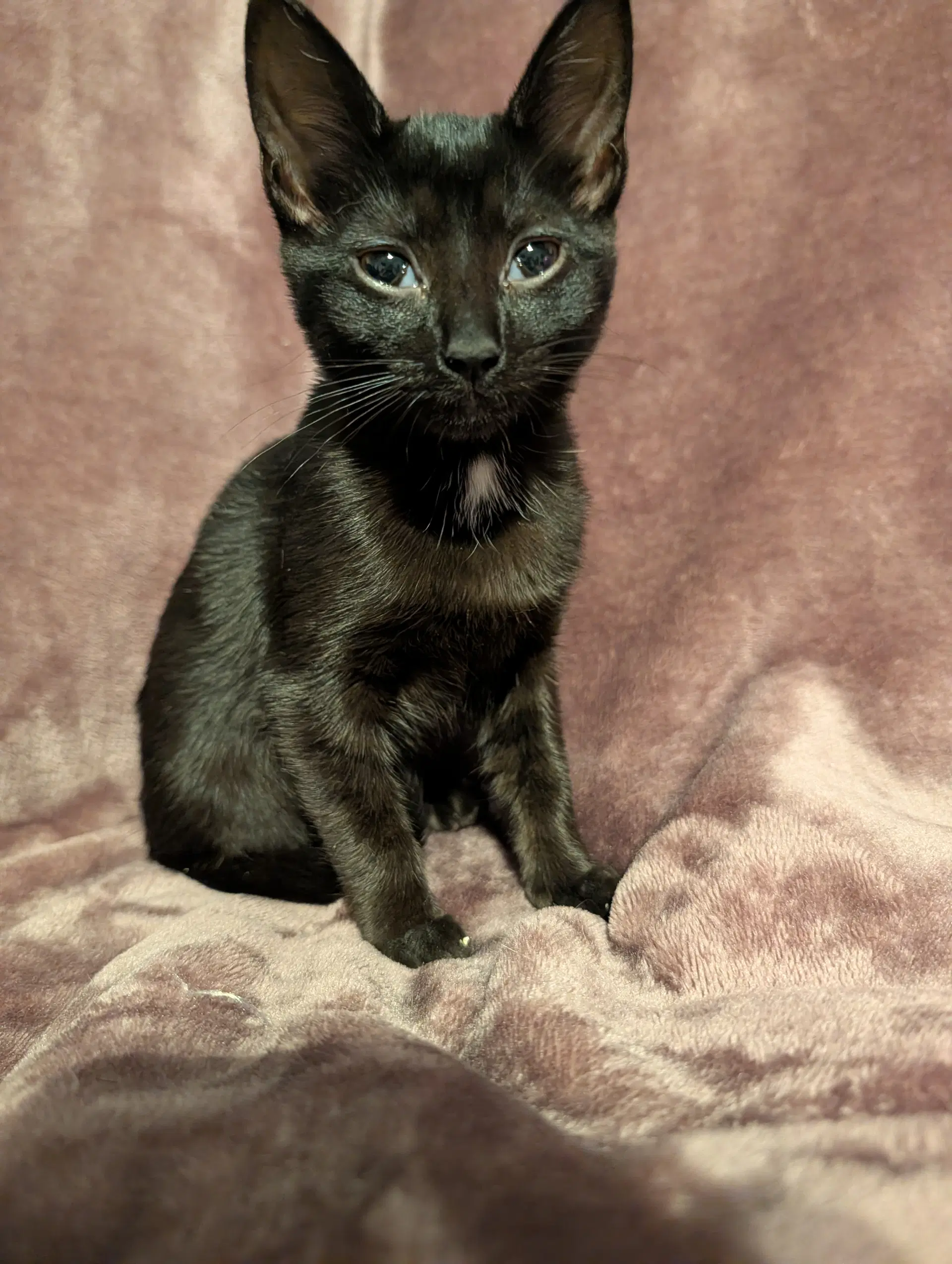 Salem - Domestic Short Hair