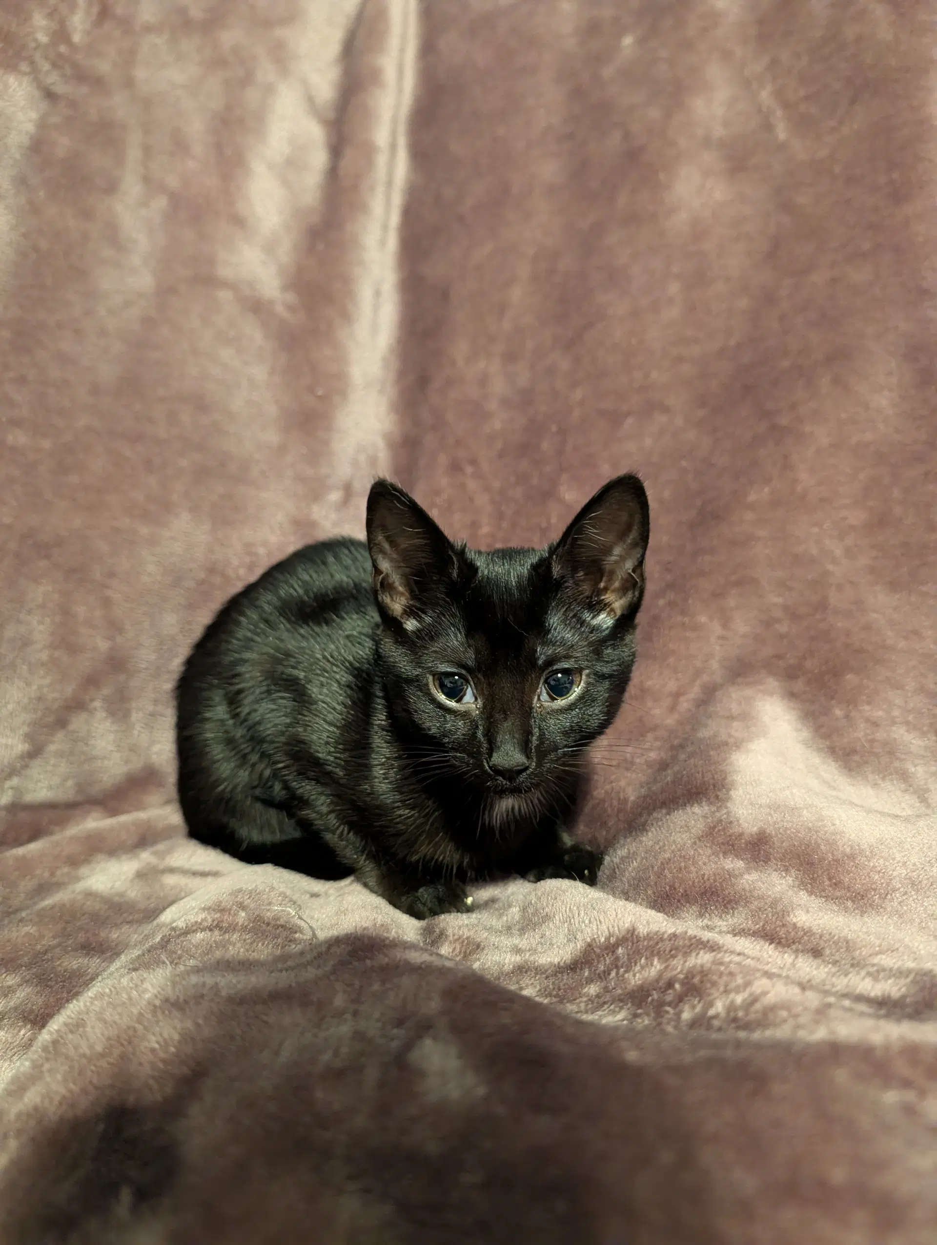 Salem image 4