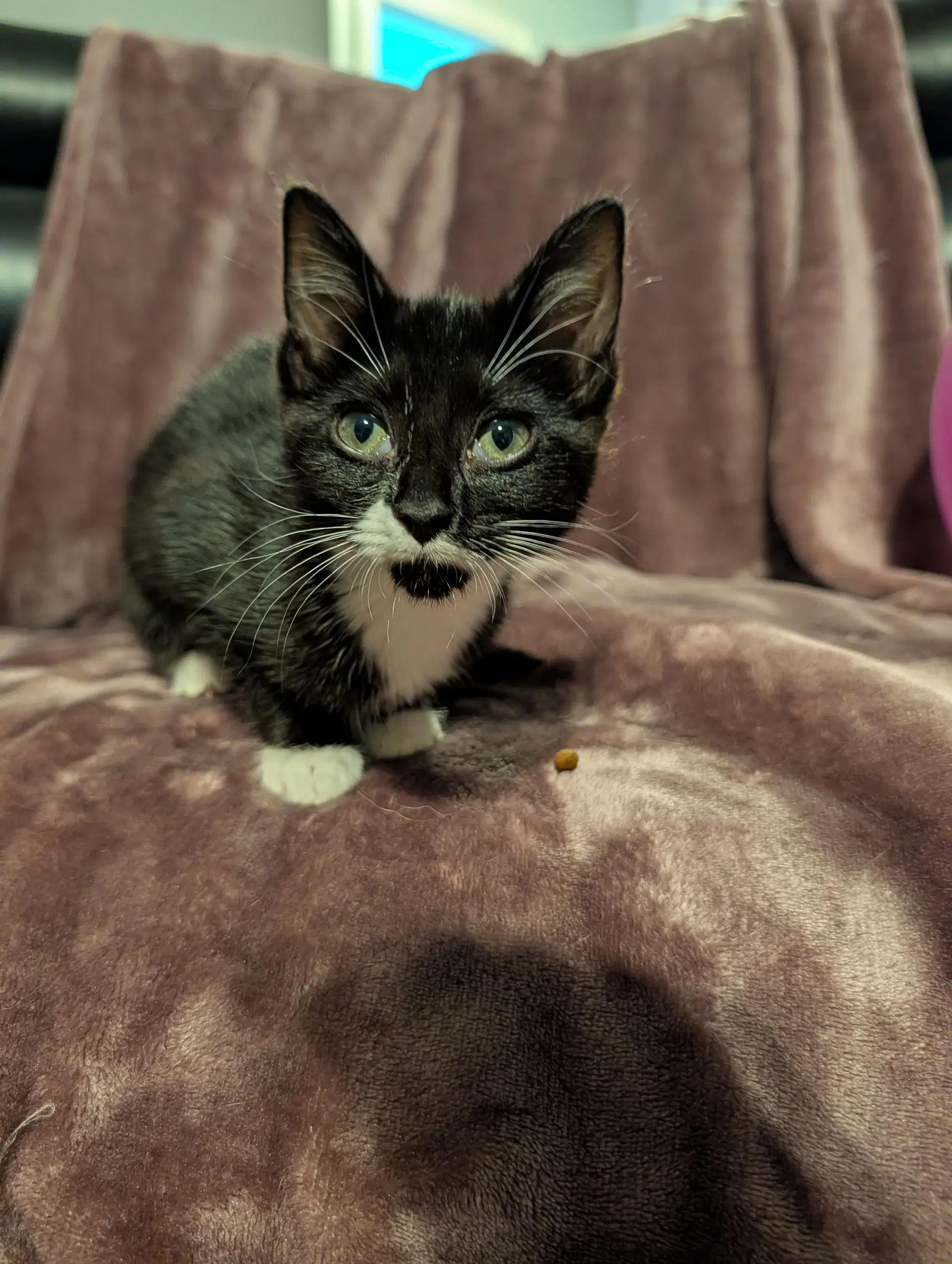 Sable - Domestic Short Hair
