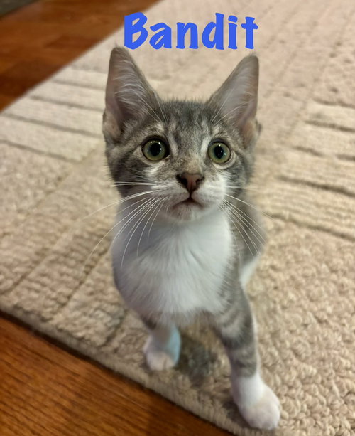 Bandit, a cat for adoption from Animal Protection Society of Person County