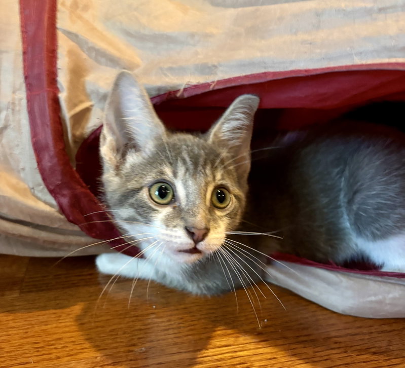 Bandit, photo 3