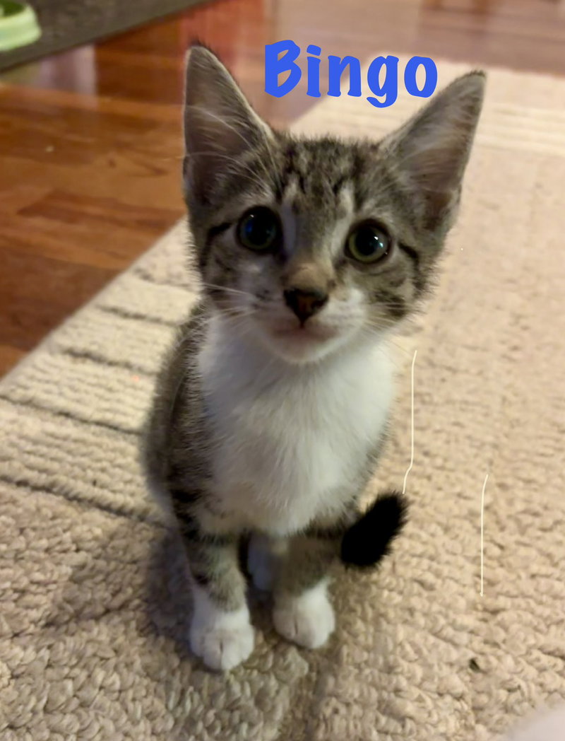Bingo, a male kitten up for adoption