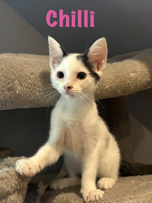 Chilli, a cat for adoption from Animal Protection Society of Person County