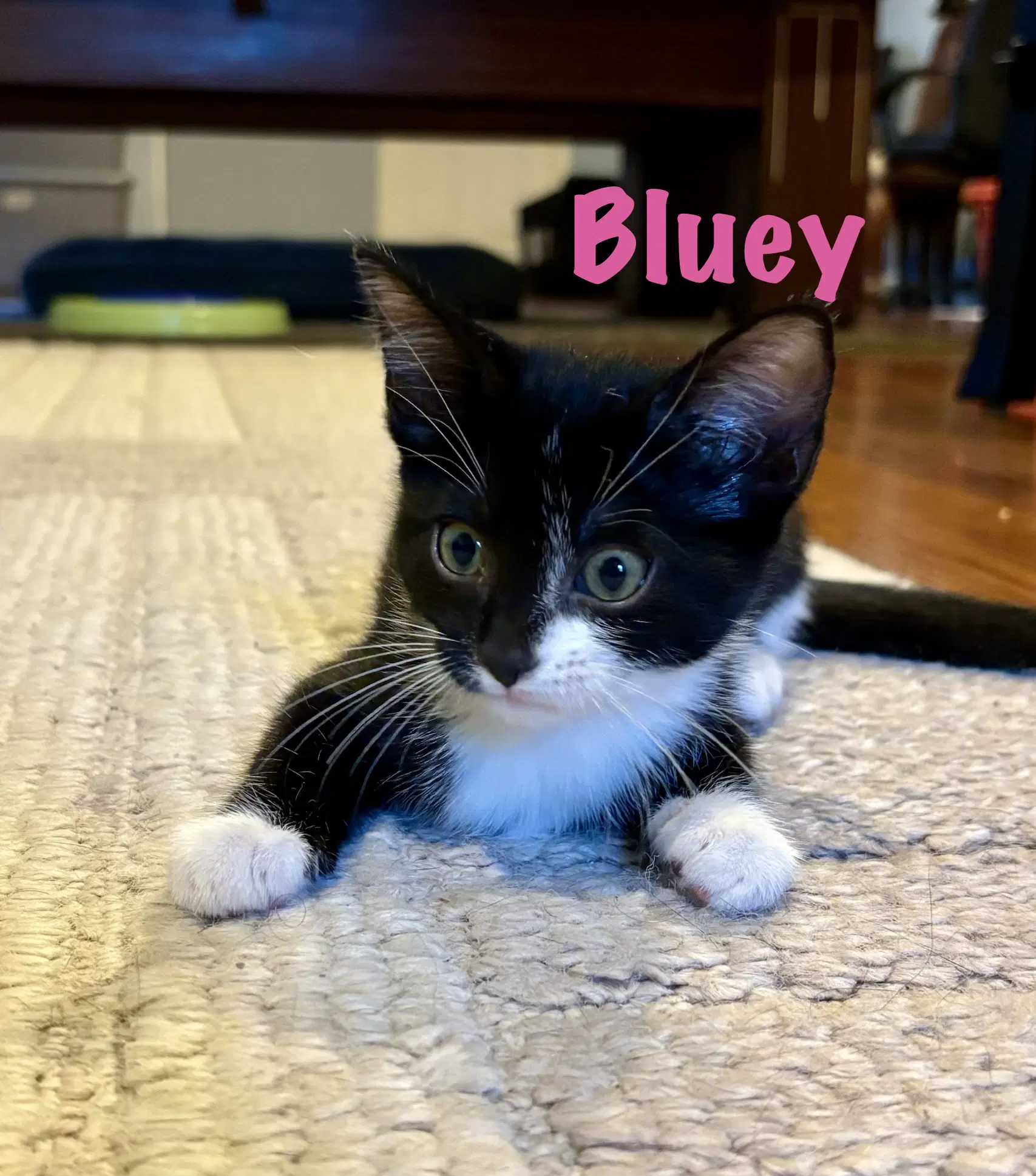 Bluey - Domestic Short Hair