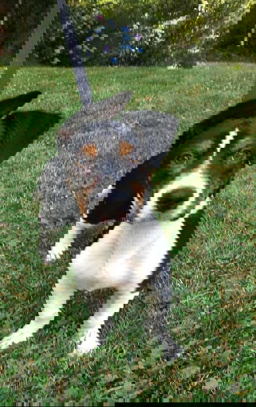 Zorro