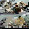 Walter