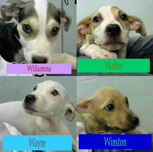 Winston