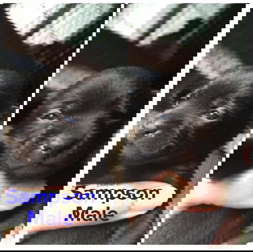 Sampson