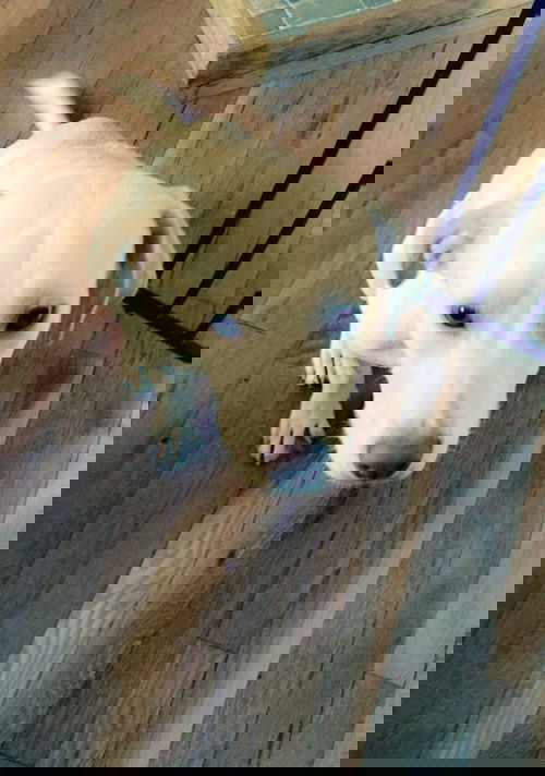 Grits