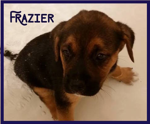 Frazier