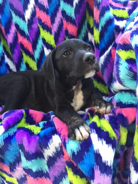 Marley (pup)