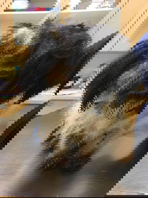 Bart