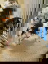 Sarge