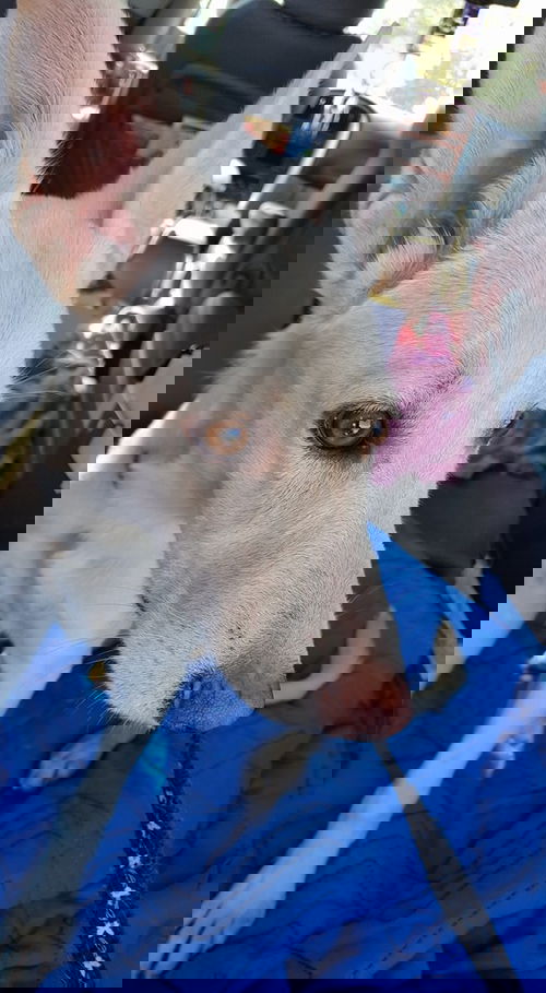 Alma (A)