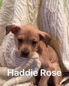 Haddie Rose