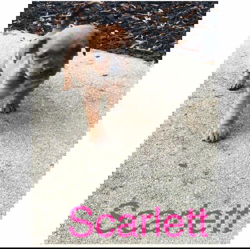 Scarlet