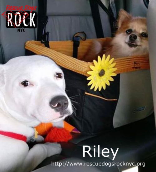 Riley