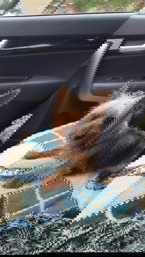 Tapioca