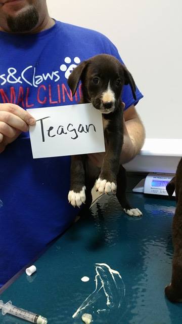 Teagan