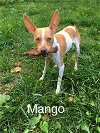 Mango (MD)