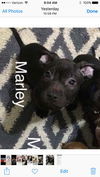 Marley (MD)