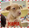 Kama