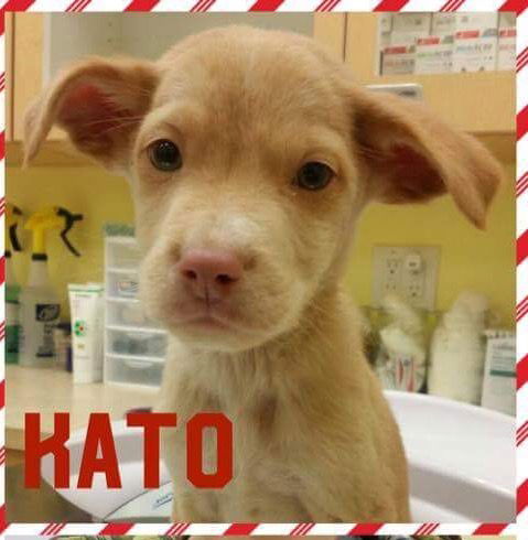 Kato