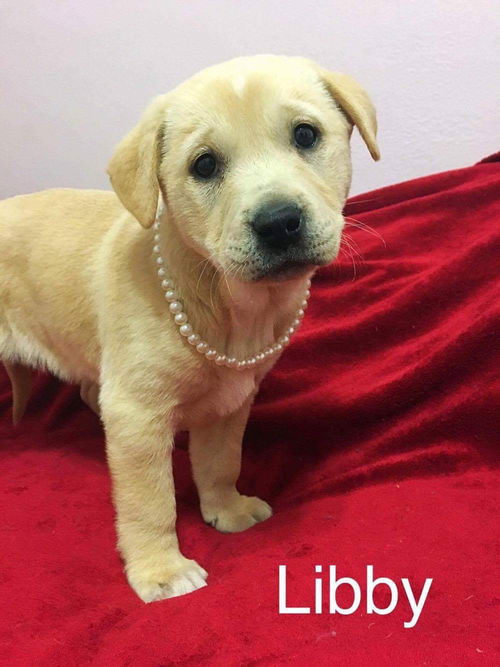 Libby (MD)