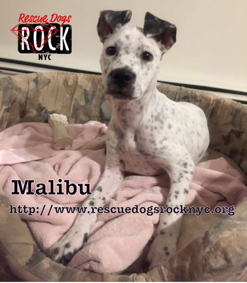 Malibu (MD)