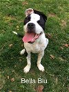 Bella Blu (MD)