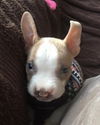 Casper