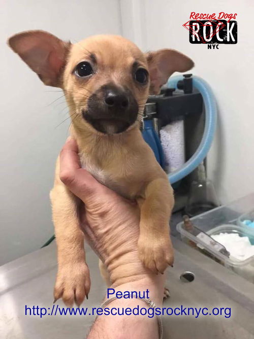 Peanut