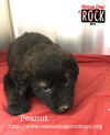 Peanut (MD)